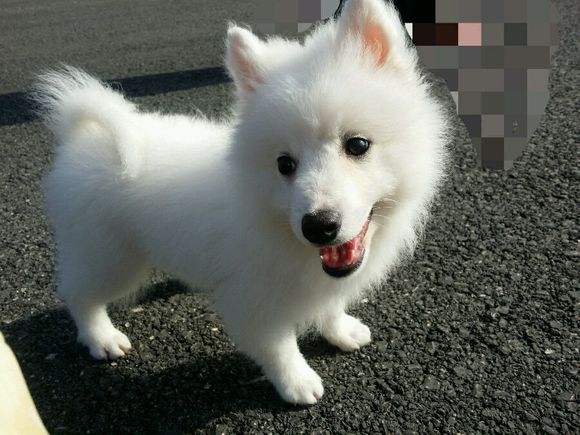 兰州犬舍出售纯种银狐犬幼犬 日本尖嘴犬尖嘴