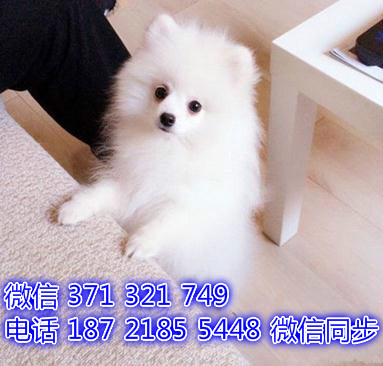 广州宠物狗狗银狐犬出售幼犬 全国可以发货饰