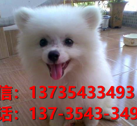 苏州宠物狗狗犬舍出售纯种银狐犬 日本尖嘴银