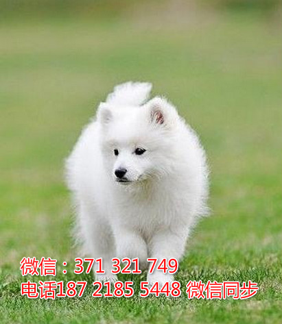 全国特惠银狐犬纯种幼犬 支持上门 支持空运汽