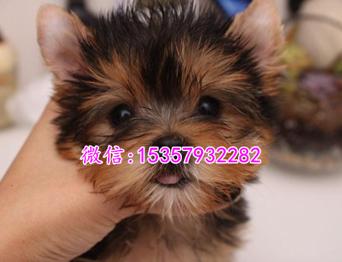 福州哪里出售纯种约克夏幼犬 福州哪里有宠物