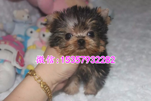 西安哪里出售纯种约克夏幼犬 西安哪里有宠物店 西安约克夏多钱