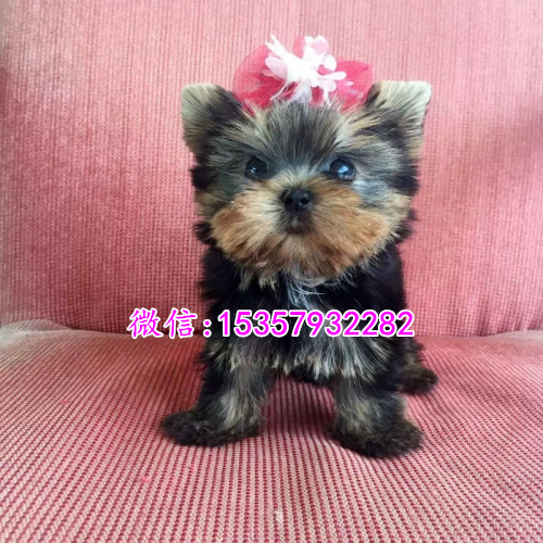 厦门哪里出售纯种约克夏幼犬 厦门哪里有宠物店 厦门约克夏多钱