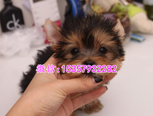 西安哪里有卖约克夏价格多少 茶杯体约克夏多