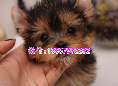 济南哪里有卖约克夏价格多少 茶杯体约克夏多