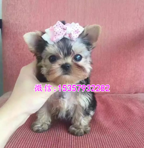 济南哪里出售纯种约克夏幼犬 济南哪里有宠物