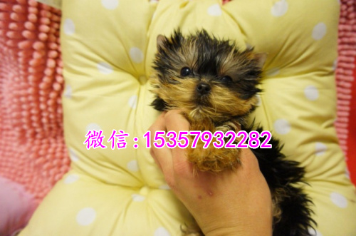 厦门哪里出售纯种约克夏幼犬 厦门哪里有宠物店 厦门约克夏多钱