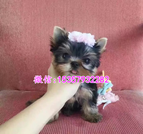 上海哪里出售纯种约克夏幼犬 上海哪里有宠物店 上海约克夏多钱