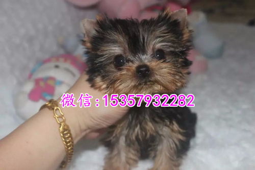 上海哪里有卖约克夏价格多少 茶杯体约克夏多