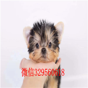 福州哪里有卖约克夏  小体约克夏犬 金头银背