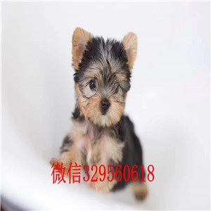 衡阳哪里有卖约克夏 纯种约克夏多少钱一只  金头银背约克夏多少钱