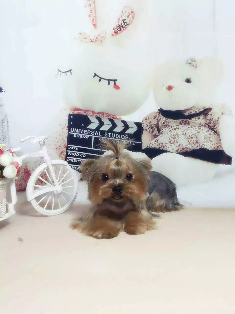 长沙市约克夏怎么卖的 长沙市小体约克夏 约克