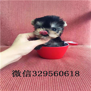 辽阳出售纯种金头银背约克夏宠物狗狗约克夏幼