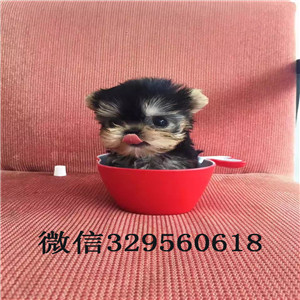 南岸哪里出售约克夏宠物狗狗约克夏幼犬赛级约