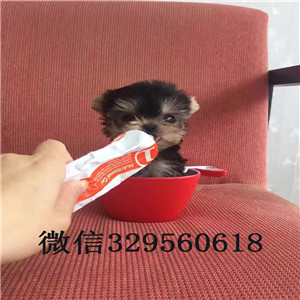 济南哪里有卖纯种约克夏小狗约克夏的价格金头