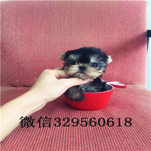 滨州出售纯种金头银背约克夏约克夏的价格赛级