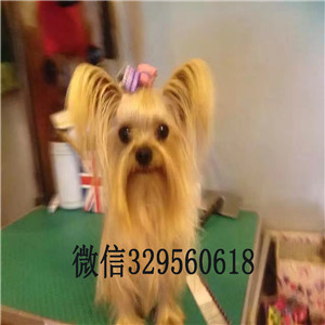 北碚哪里出售约克夏约克夏的图片小体纯种约克