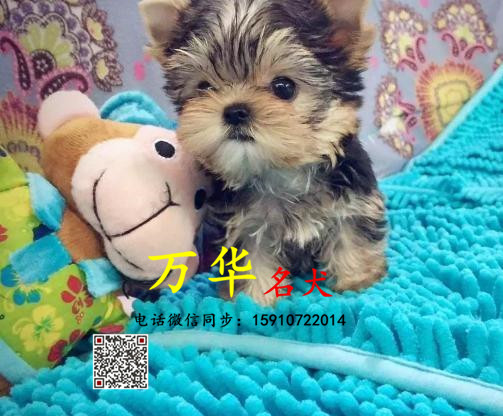 纯种约克夏幼犬多少钱 约克夏怎么卖 约克夏犬舍