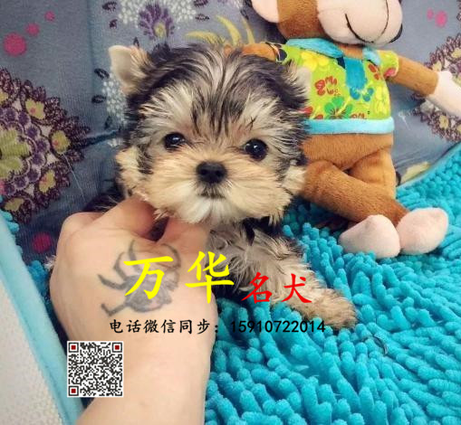 约克夏幼犬多少钱 约克夏幼犬犬舍 约克夏好养