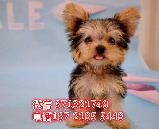 约克夏犬出售纯种幼犬，犬舍繁殖的小型犬 全国