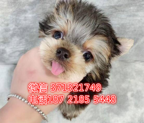 武汉约克夏犬出售 武汉约克夏犬哪里有卖 价格