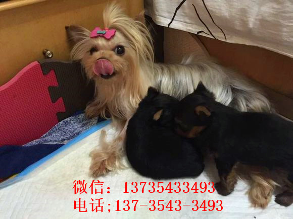 上海宠物狗狗犬舍出售纯种约克夏犬 买狗卖狗