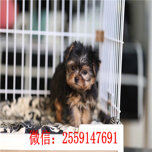 重庆哪里卖纯种约克夏犬 重庆小体约克夏怎么