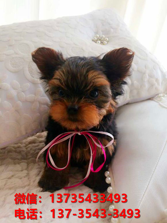 上海宠物狗犬舍出售正宗约克夏犬宠物狗市场在
