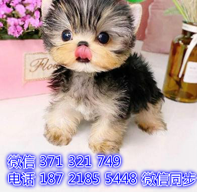 武汉宠物狗狗 约克夏犬出售纯种幼犬 武汉特价