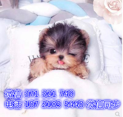 福州宠物犬舍 约克夏犬出售纯种 特价宠物狗狗