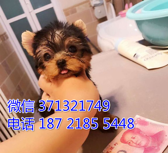 南京特惠 约克夏犬出售纯种幼犬 南京犬舍南京狗场