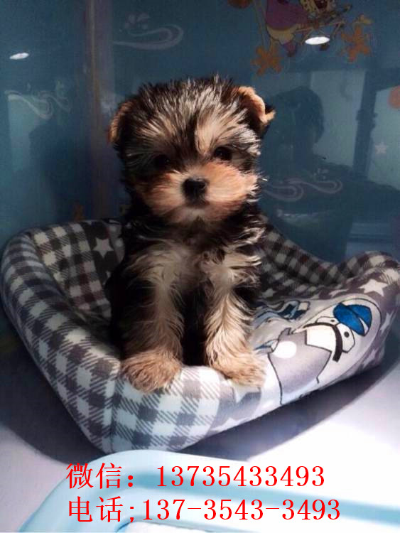 长沙犬舍 出售纯种约克夏犬 正宗宠物狗狗市场在哪里买健康狗狗