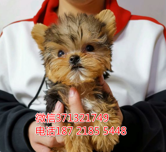 武汉特惠 约克夏犬出售纯种幼犬 武汉哪里有犬