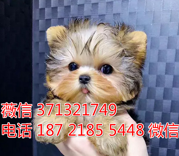 上海狗狗 出售约克夏犬幼犬 上海特价宠物 特