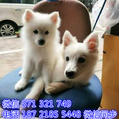 哈尔滨宠物狗狗 约克夏出售 哈尔滨狗场繁殖 特价