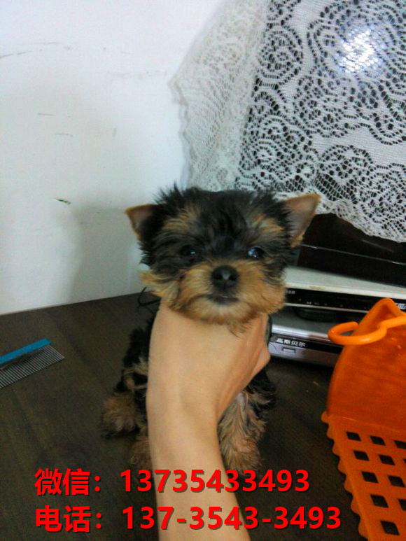 重庆宠物狗犬舍出售纯种约克夏犬活体宠物狗正
