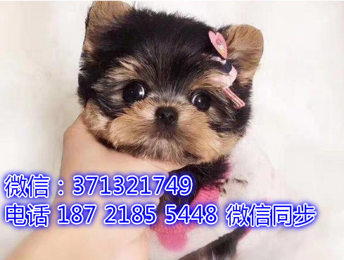 特价 约克夏犬出售纯种幼犬 专业繁殖专业发货 可上门看商