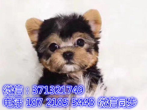 特价 约克夏犬出售纯种幼犬 专业繁殖专业发货 可上门看商