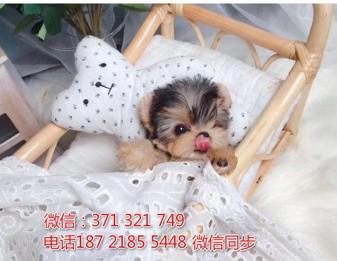 全国特惠约克夏犬纯种幼犬 支持上门 支持空运汽运 包健康睹