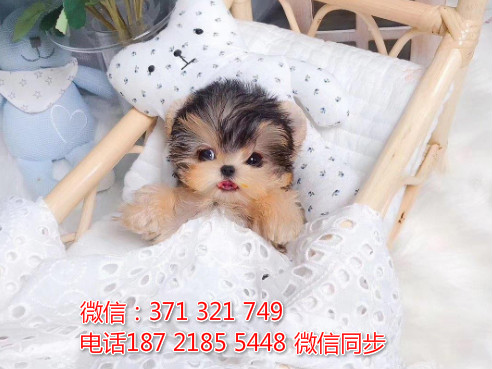 全国特惠约克夏犬纯种幼犬 支持上门 支持空运汽运 包健康睹