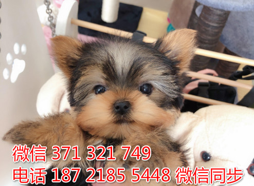 狗场批发零售泰迪犬博美犬比熊犬巴哥柯基犬柴犬雪橇犬衫