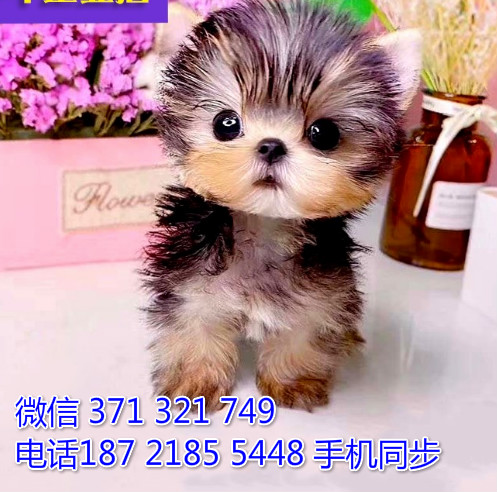 约克夏出售 宠物狗狗  宠物市场 狗狗图片 买卖狗狗瘸