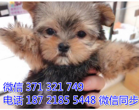 狗场批发零售泰迪犬博美犬比熊犬巴哥柯基犬柴