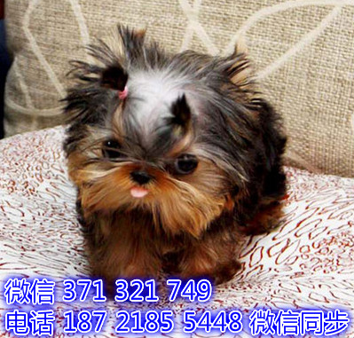 约克夏犬宠物买卖 宠物市场 宠物狗狗图片宠物网 杜