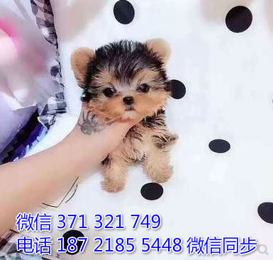 约克夏犬宠物买卖 宠物市场 宠物狗狗图片宠物网 犬舍幢