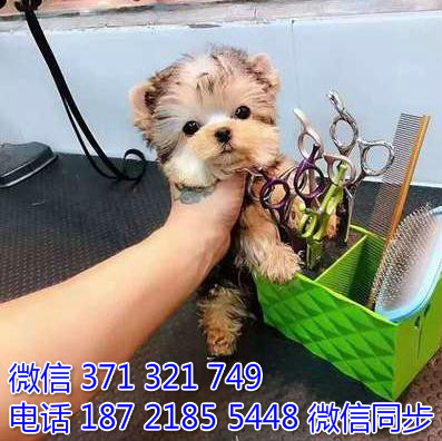 约克夏犬宠物买卖 宠物市场 宠物狗狗图片宠物