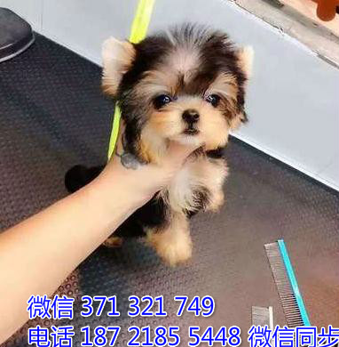 约克夏犬宠物买卖 宠物市场 宠物狗狗图片宠物网 犬舍幢