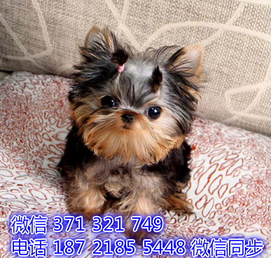 约克夏犬宠物买卖 宠物市场 宠物狗狗图片宠物网 杜