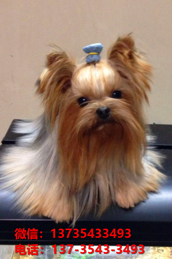 上海犬舍出售纯种约克夏犬幼犬金头银背活体狗