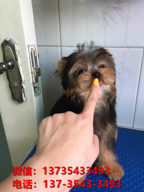 陕西西安犬舍出售纯种约克夏犬幼犬金头银背活